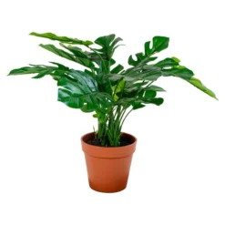 Monstera kunstplant Denise (45 cm) Kamerplant