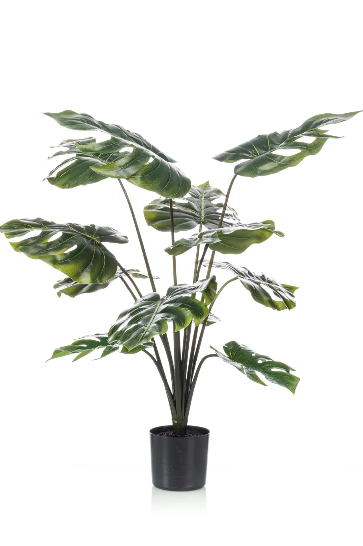 Monstera plant