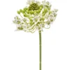 Ornithogalum white