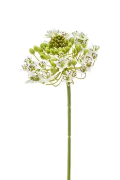 Ornithogalum white