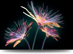 Paarse bloemen op zwart – Acrylglas 120 x 80 cm