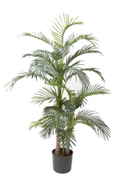 Palm Areca 130 cm