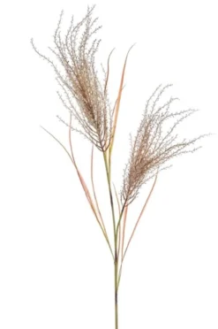Pampas grass spray