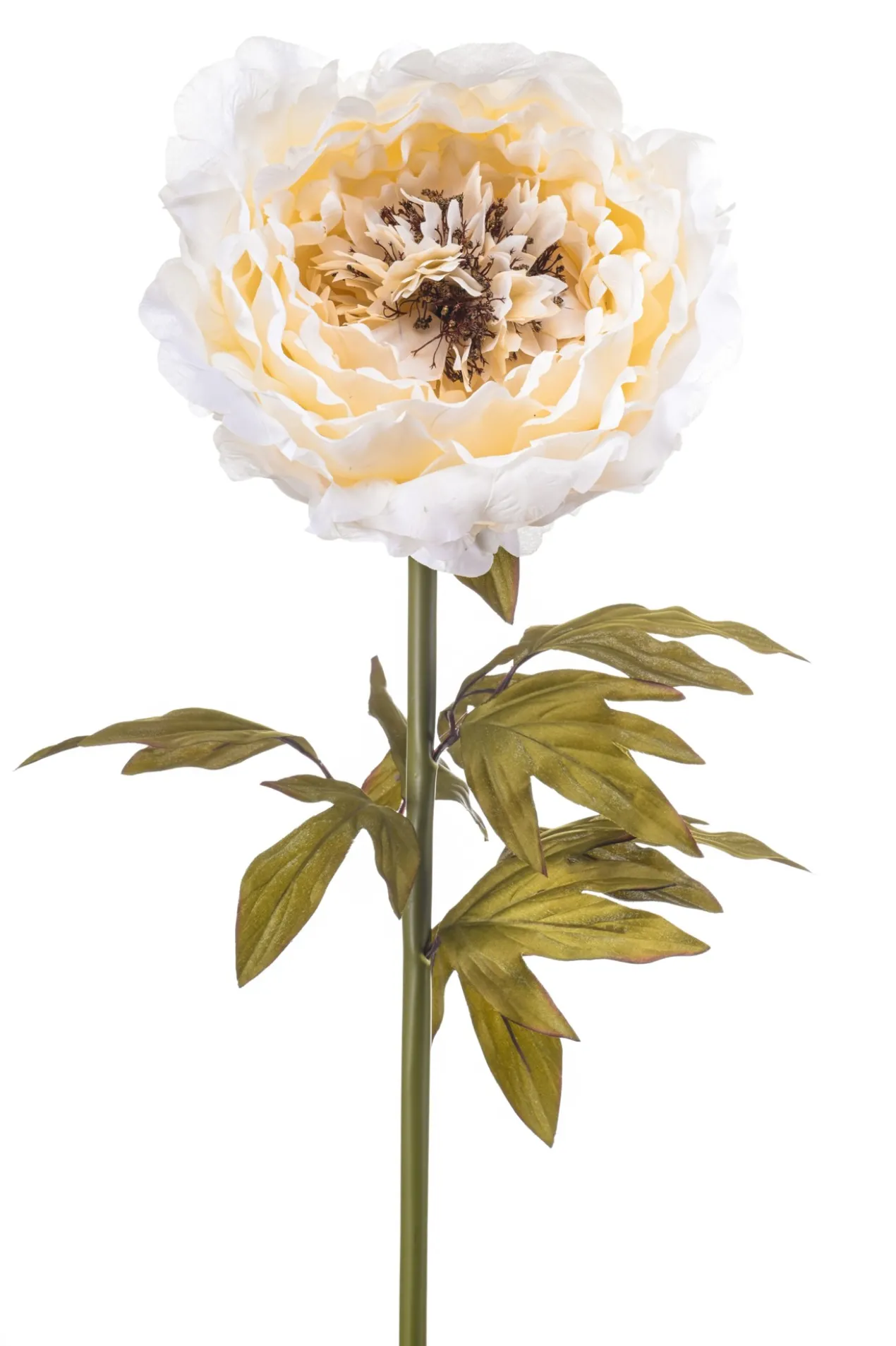 Peony giant creme