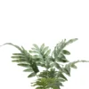 Phlebodium bush grey green