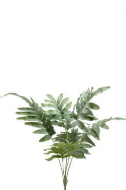 Phlebodium bush grey green