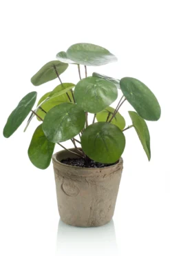 Pilea bush