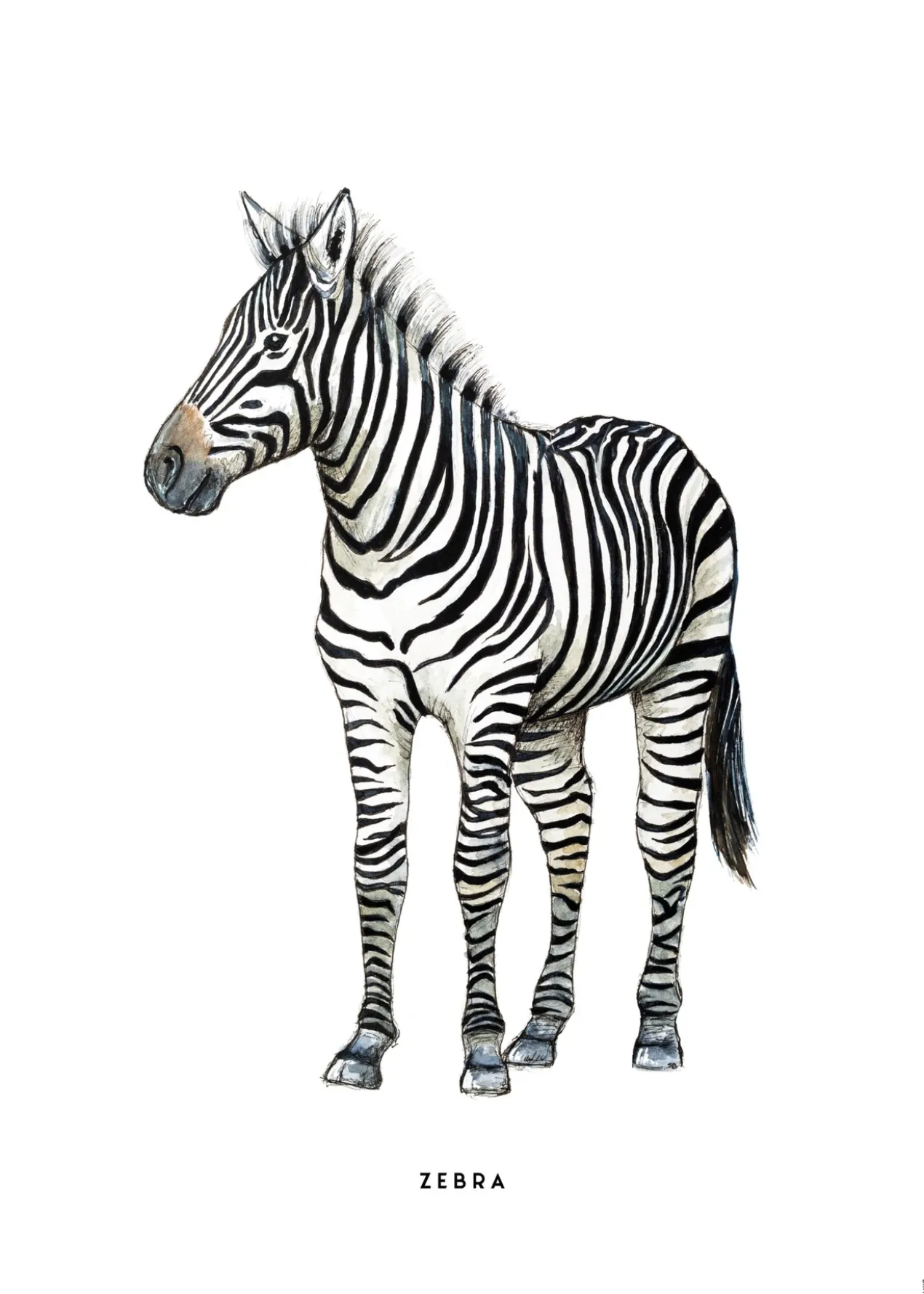 Poster Bintje Zebra