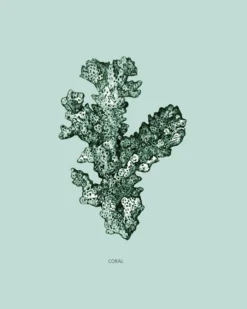 Poster Coral 40 x 50 cm