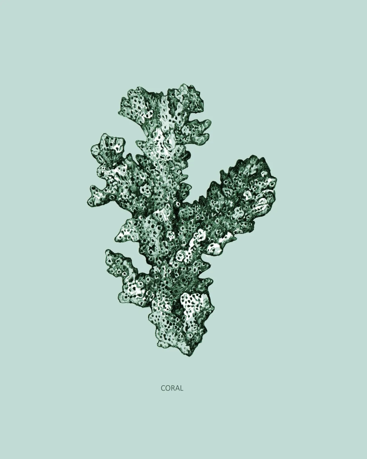 Poster Coral 40 x 50 cm
