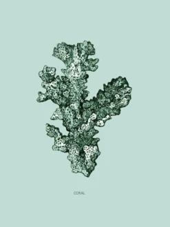 Poster Coral 30 x 40 cm