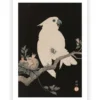 Poster Ohara Koson - Cockatoo Pomegranate 60x90 cm
