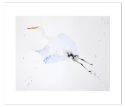 Poster Reiger in Vlucht 40 x 50 cm