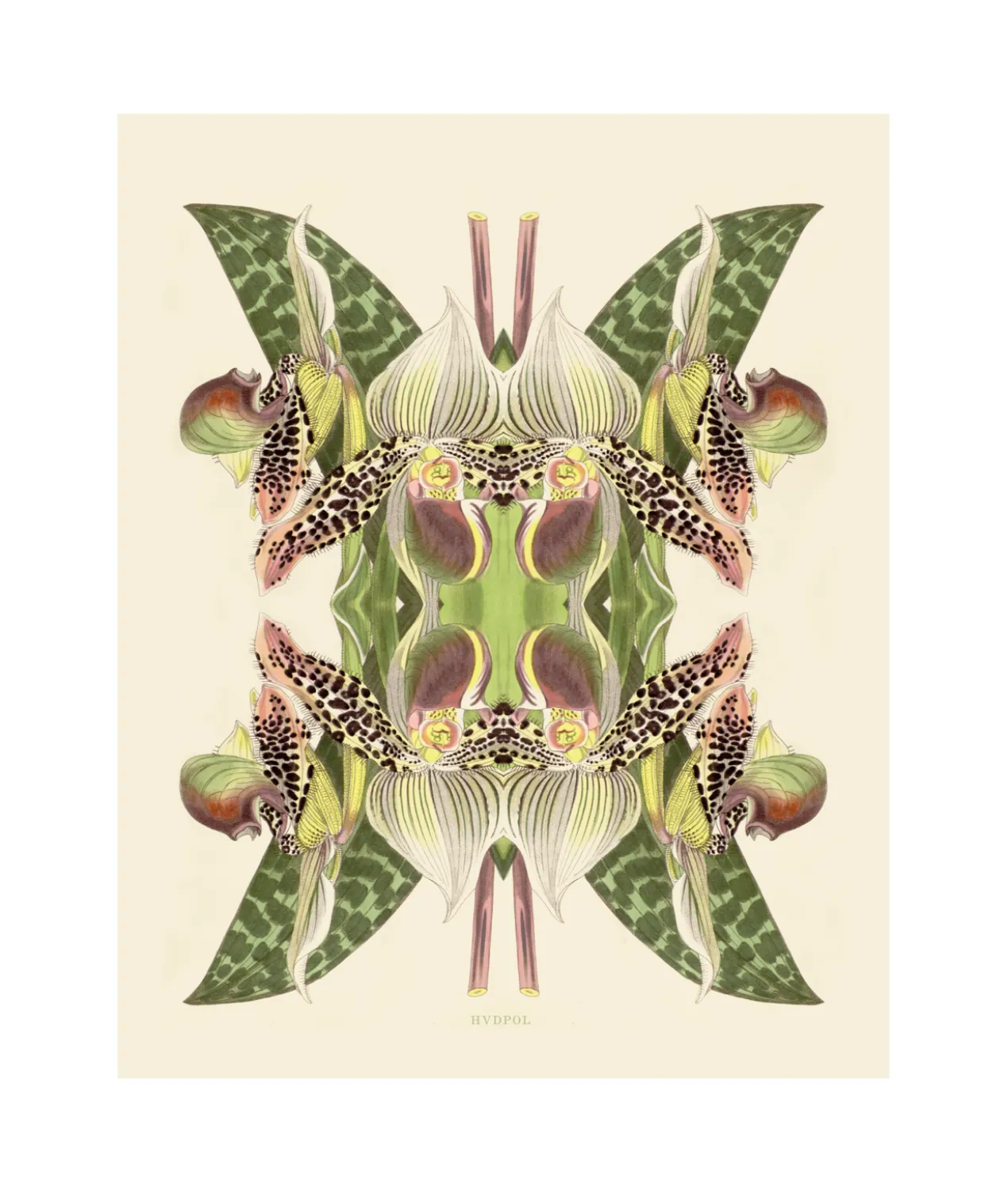 Poster Tiger Lily Magic 40 x 50 cm