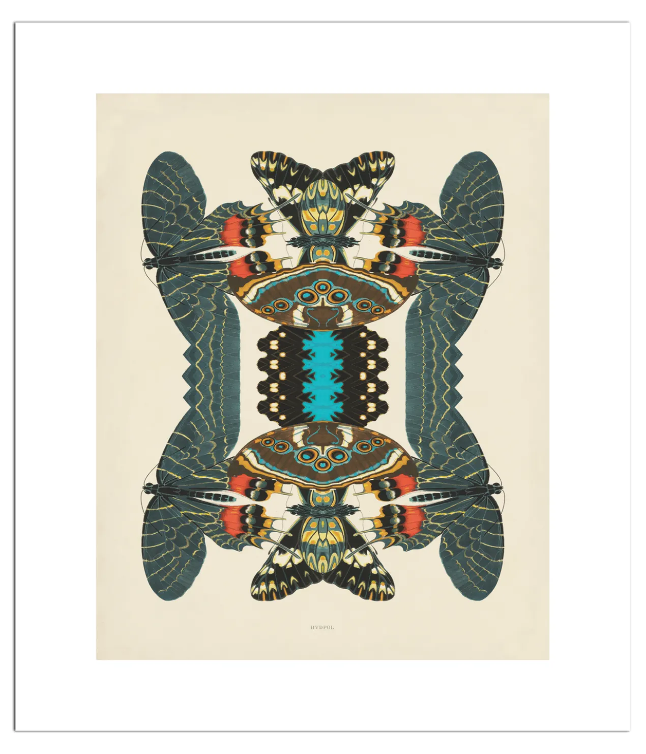 Poster Unfolding Butterfly 40 x 50 cm