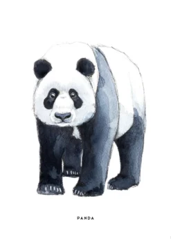 Poster 50x70 Panda