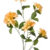Rhododendron