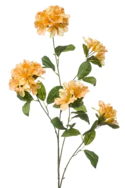 Rhododendron