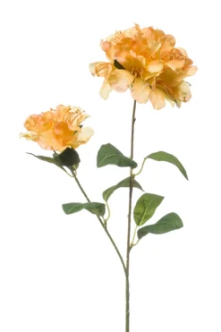 Rhododendron