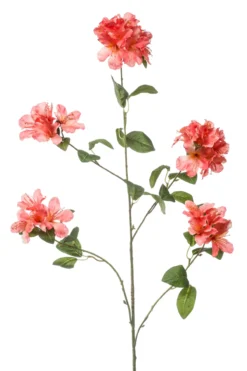 Rhododendron