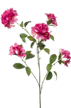 Rhododendron