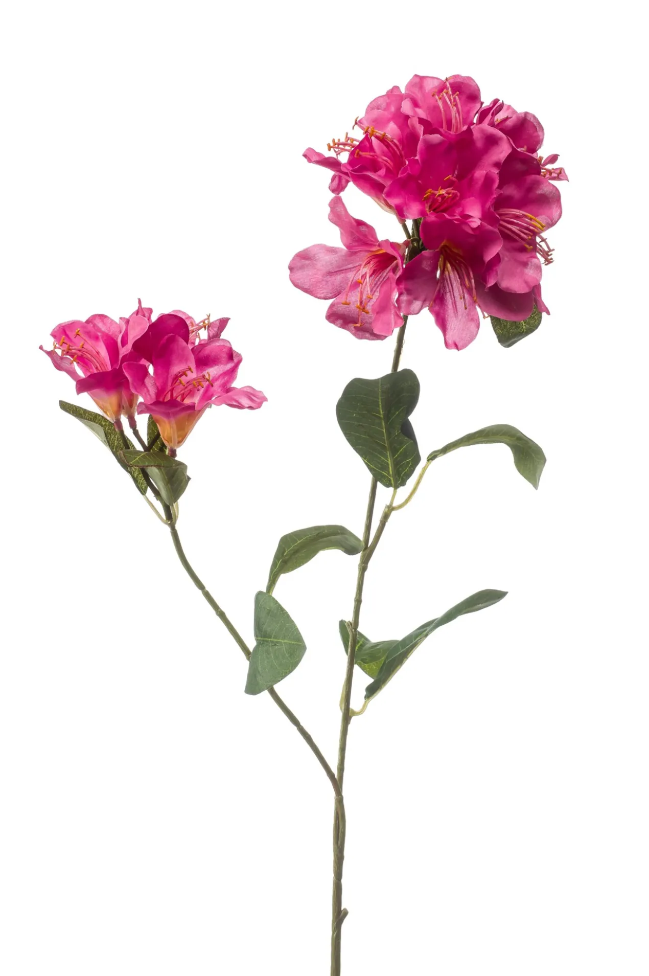Rhododendron