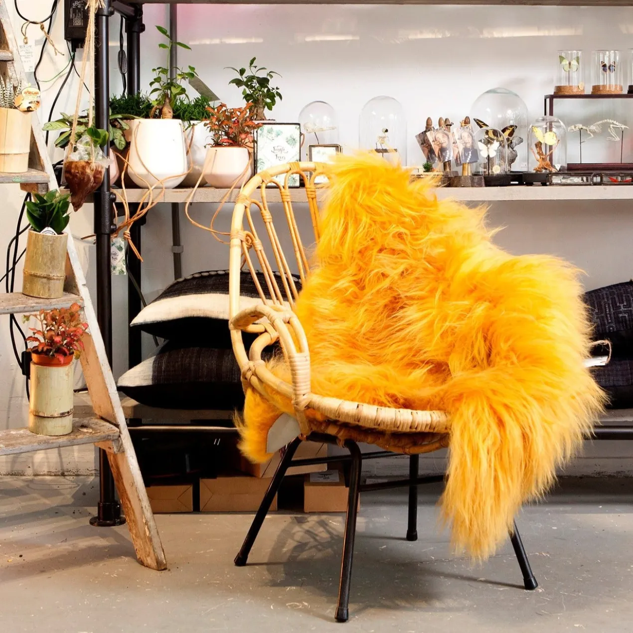 Schapenvacht icelandic yellow longhair 100×65 cm