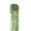 Senecio hanging