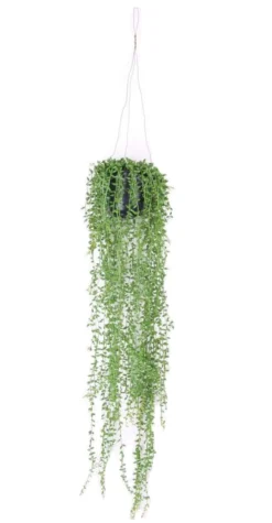 Senecio hanging