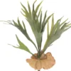 staghorn fern 42 cm