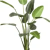 Strelitzia