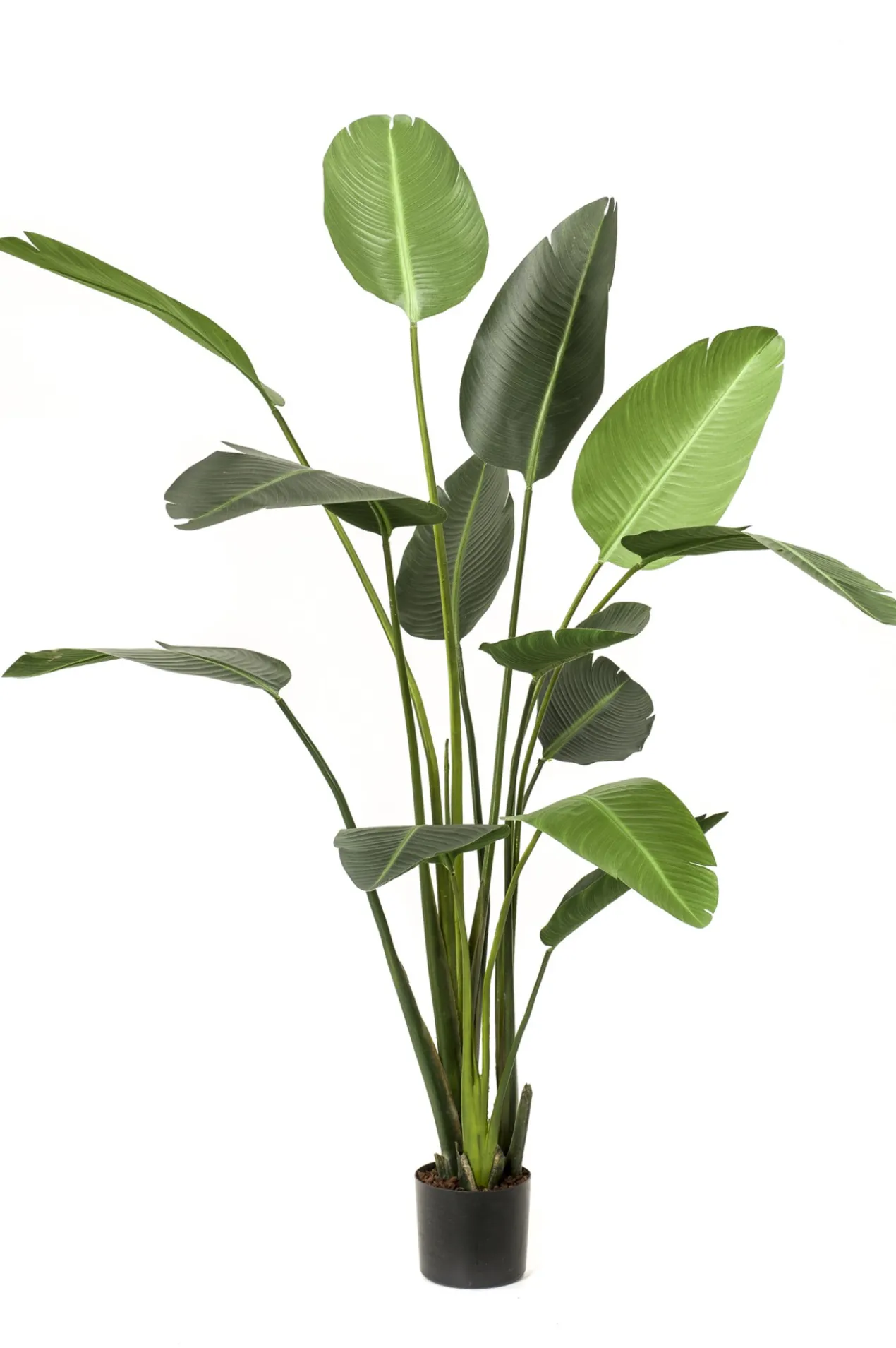 Strelitzia