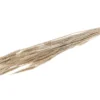 Tarwe gras 60-65 cm