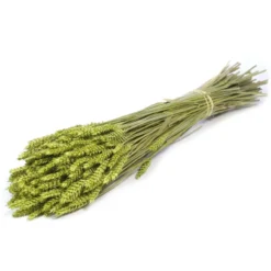 Tarwe green