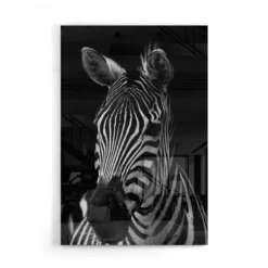 Walljar acrylglas schilderij - Mysterious Zebra Acrylglas schilderij - 50 x 70 cm
