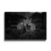 Walljar acrylglas schilderij - Two Zebras Nuzzling Acrylglas schilderij - 70 x 100 cm
