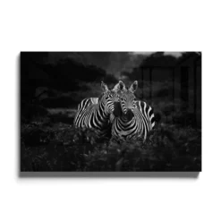 Walljar acrylglas schilderij - Two Zebras Nuzzling Acrylglas schilderij - 80 x 120 cm