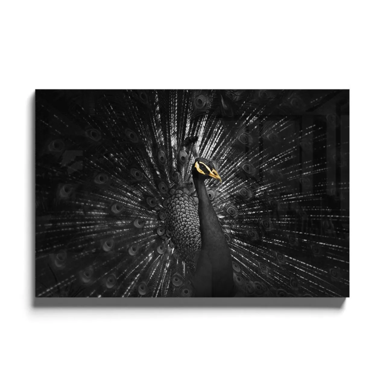 Walljar acrylglas schilderij - Golden Peacock Acrylglas schilderij - 150 x 225 cm