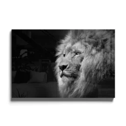 Walljar acrylglas schilderij - Gazing Lion Acrylglas schilderij - 120 x 180 cm