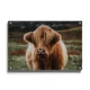 Walljar plexiglas schilderij - Schotse Hooglander Plexiglas schilderij - 40 x 60 cm
