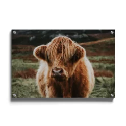 Walljar plexiglas schilderij - Schotse Hooglander Plexiglas schilderij - 120 x 180 cm