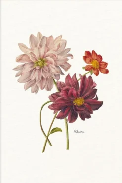 Walljar poster ingelijst - Dahlia Poster ingelijst - 40 x 60 cm