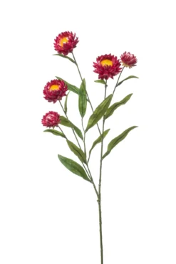 Xerochrysum fuchsia