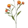Xerochrysum orange