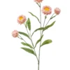 Xerochrysum pink