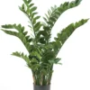 Zamioculas 130 cm