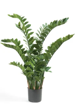 Zamioculas 130 cm